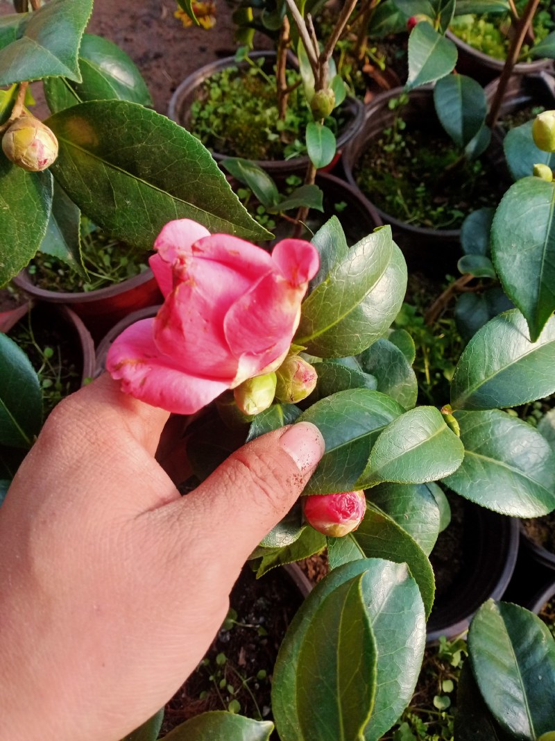 浓香茶花盆栽带花苞香妃耐寒四季茶花树苗室内外阳台庭院观赏