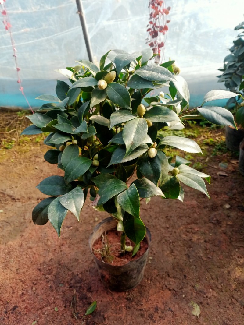 浓香茶花盆栽带花苞香妃耐寒四季茶花树苗室内外阳台庭院观赏