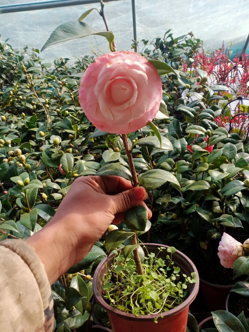 浓香茶花盆栽带花苞香妃耐寒四季茶花树苗室内外阳台庭院观赏