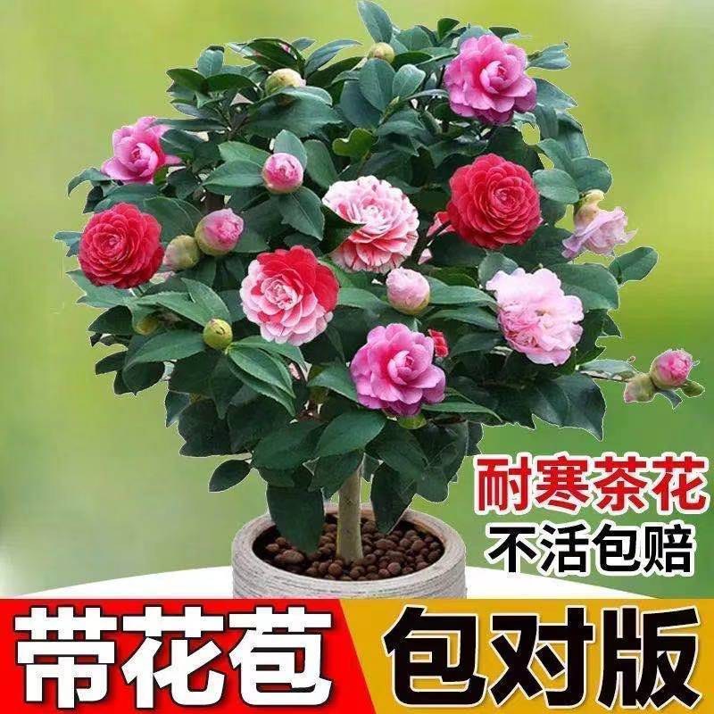 浓香茶花盆栽带花苞香妃耐寒四季茶花树苗室内外阳台庭院观赏