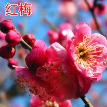 高杆红梅骨里红梅花高2米2公分当年开花根好苗壮