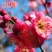 高杆红梅骨里红梅花高2米2公分当年开花根好苗壮