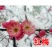 高杆红梅骨里红梅花高2米2公分当年开花根好苗壮