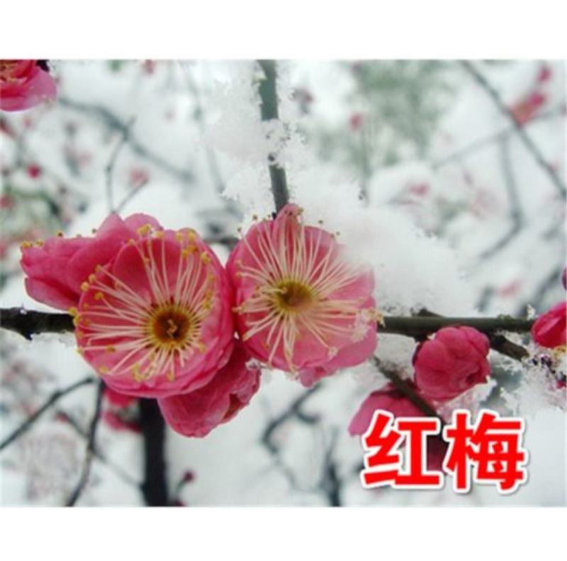 高杆红梅骨里红梅花高2米2公分当年开花根好苗壮