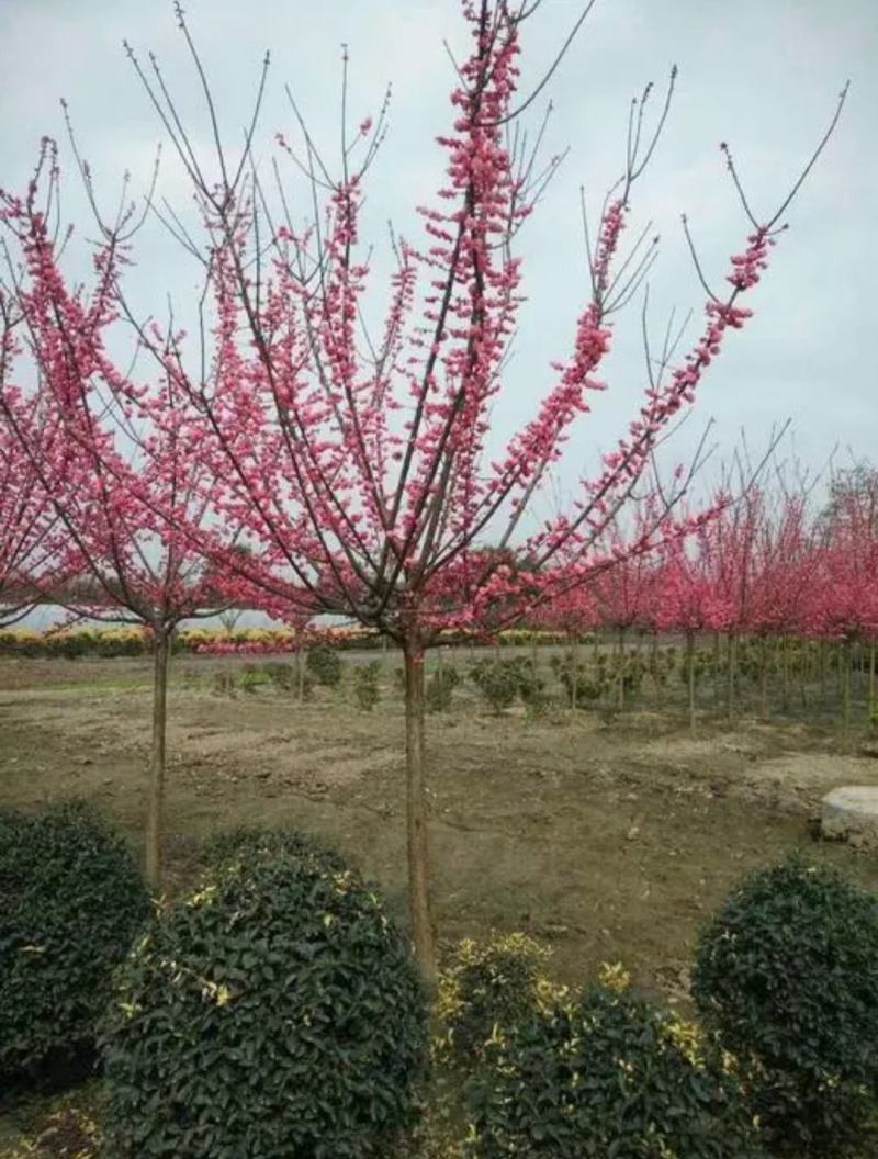 高杆红梅骨里红梅花高2米2公分当年开花根好苗壮