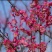 高杆红梅骨里红梅花高2米2公分当年开花根好苗壮