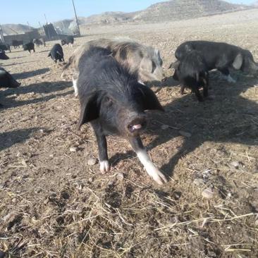 甘肃兰州猪藏香猪生态放养，产地直销，货源充足，欢迎采购