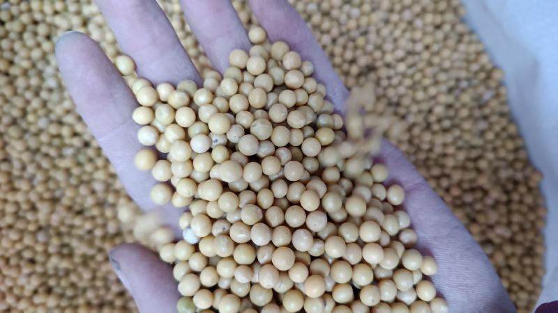 河南黄芽豆小粒黄芽豆黄豆质量好价格美丽