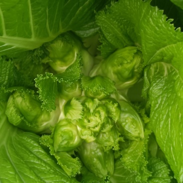 新鲜儿菜…量大从优