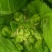 新鲜儿菜…量大从优