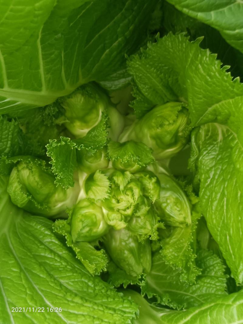 新鲜儿菜…量大从优