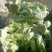 新鲜儿菜…量大从优