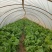 新鲜儿菜…量大从优