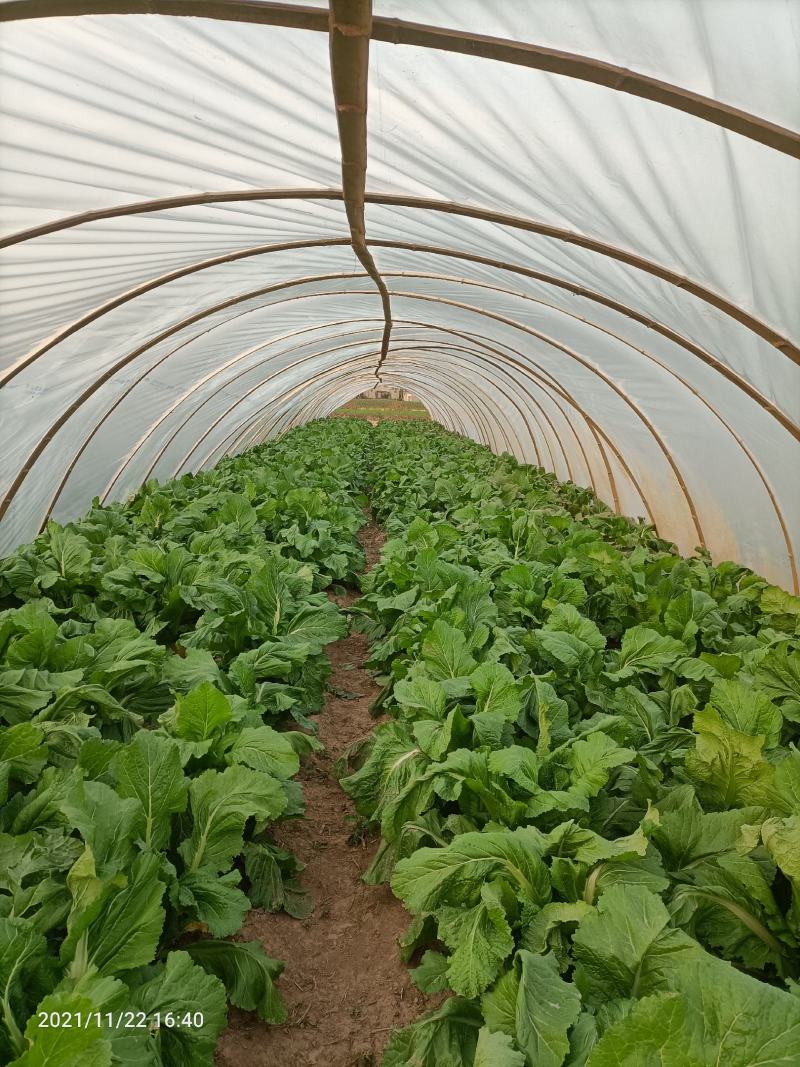 新鲜儿菜…量大从优
