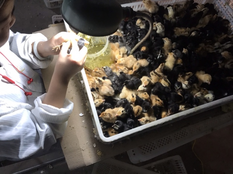 蛋鸡苗