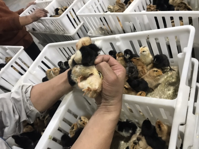蛋鸡苗