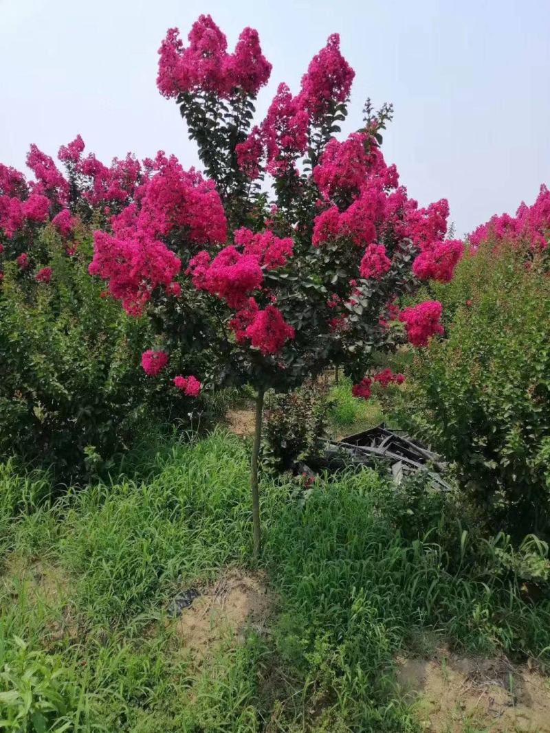 四川成都温江出售精品美国紫薇红火箭紫薇大红紫薇红叶紫薇