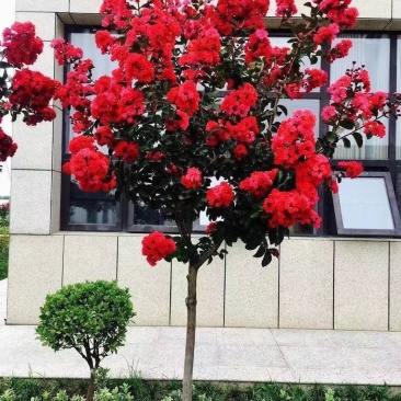 四川成都温江出售精品美国紫薇红火箭紫薇大红紫薇红叶紫薇