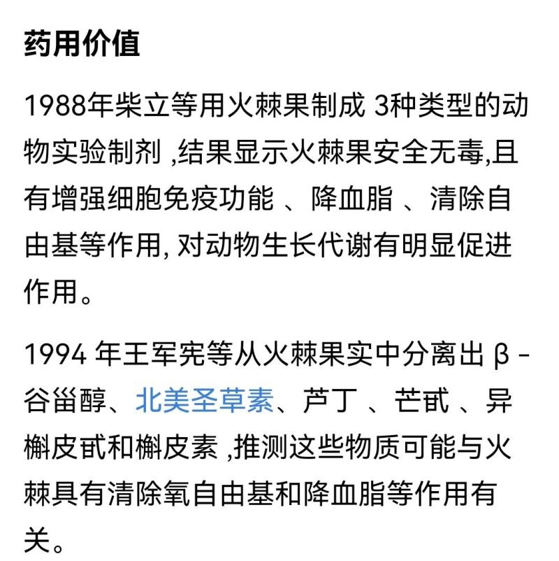 火棘盆景吉祥果盆栽满堂红绿植观果植物带果发货