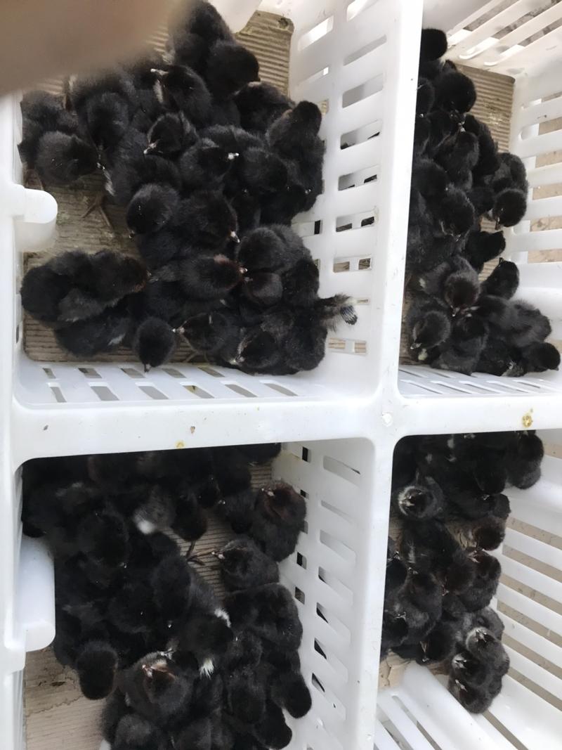 黑鸡苗、黑羽粉壳蛋鸡苗、黑凤粉壳蛋鸡苗、产蛋率92%。