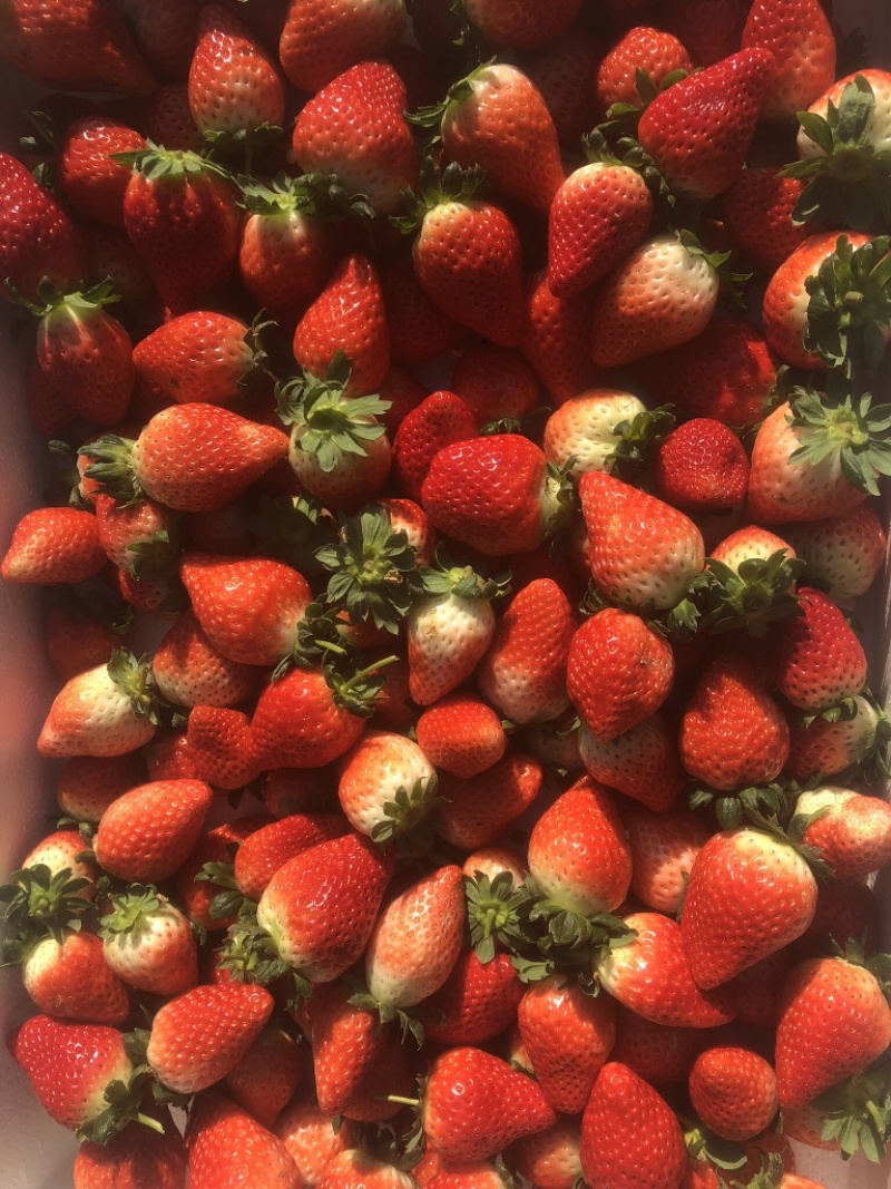 山东精品草莓大量上市一手货源一件代发