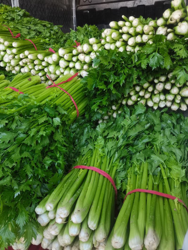 河南，芹菜，中小棵芹，中棵，断头芹，电商直共，大量有货