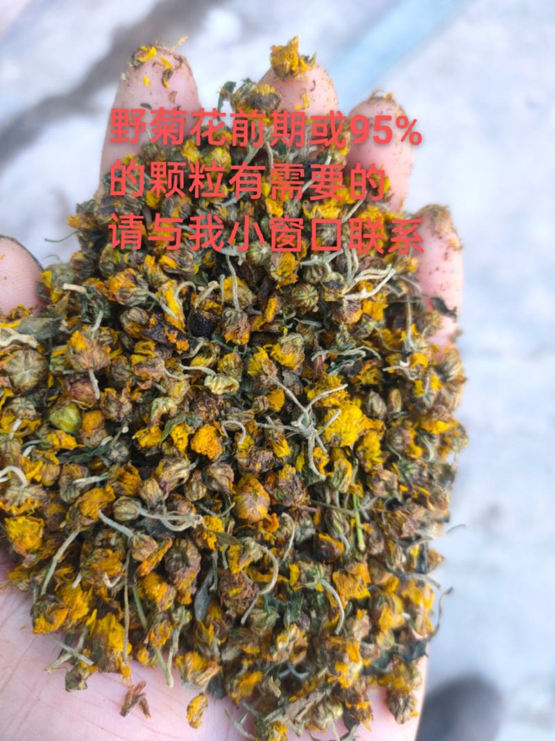 野菊花95%的颗粒。需要的老总放心购买。