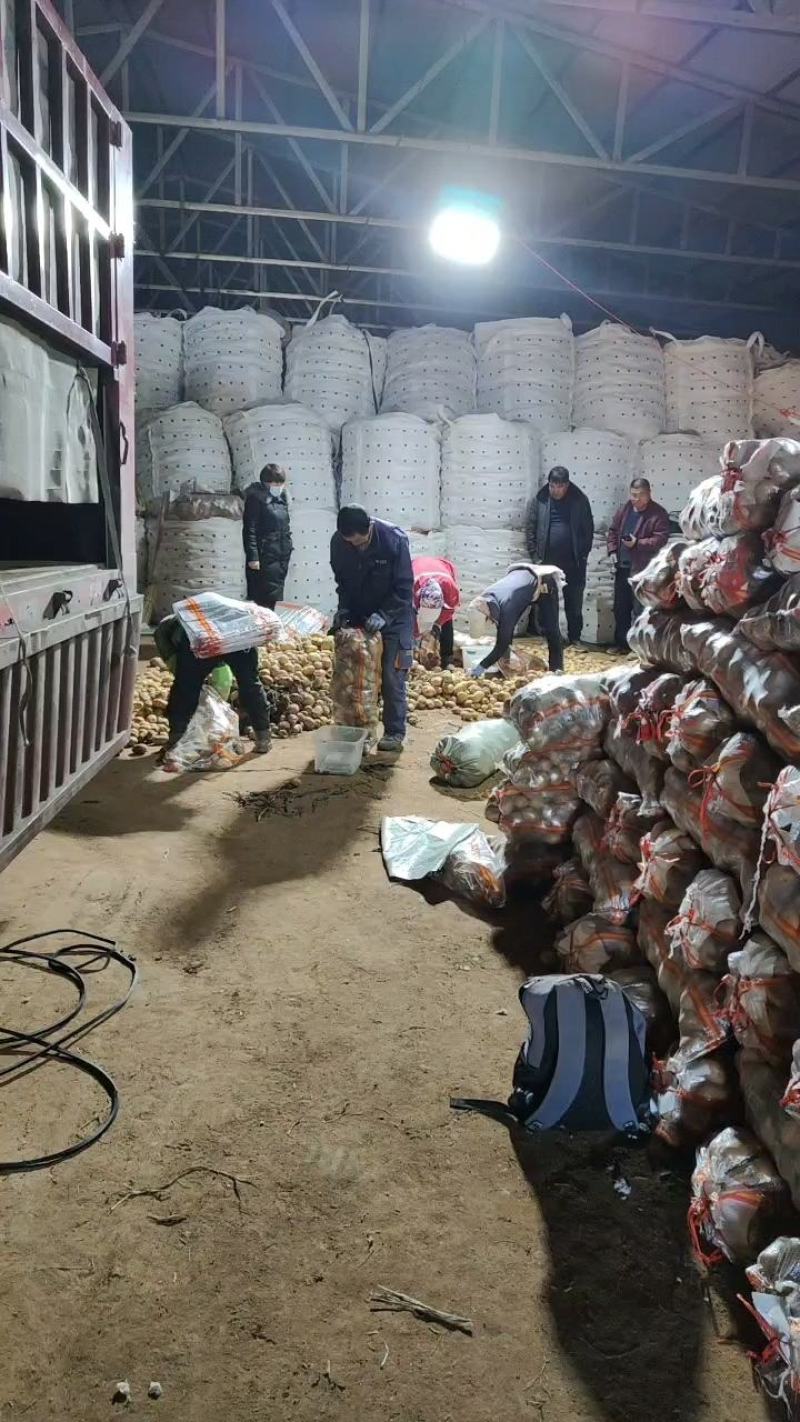 电商平台土豆内蒙古四子王旗，保证质量，可开发票