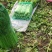 【精选】西芹，法国皇后西菜，山东芹菜主产地基地！代发全国