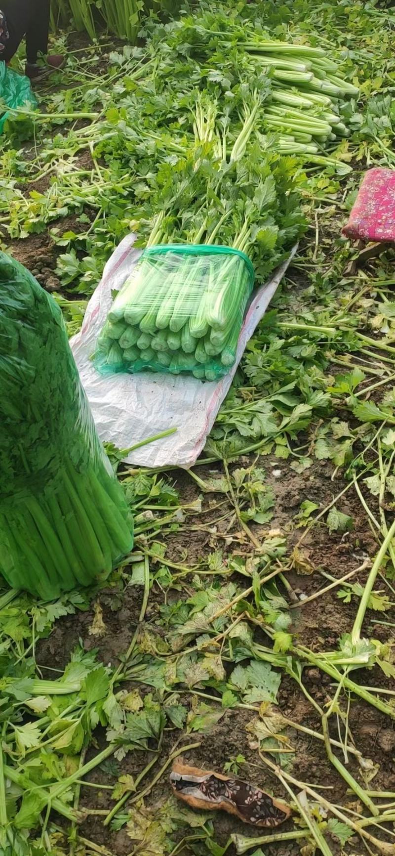 【精选】西芹，法国皇后西菜，山东芹菜主产地基地！代发全国