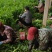 【精选】西芹，法国皇后西菜，山东芹菜主产地基地！代发全国