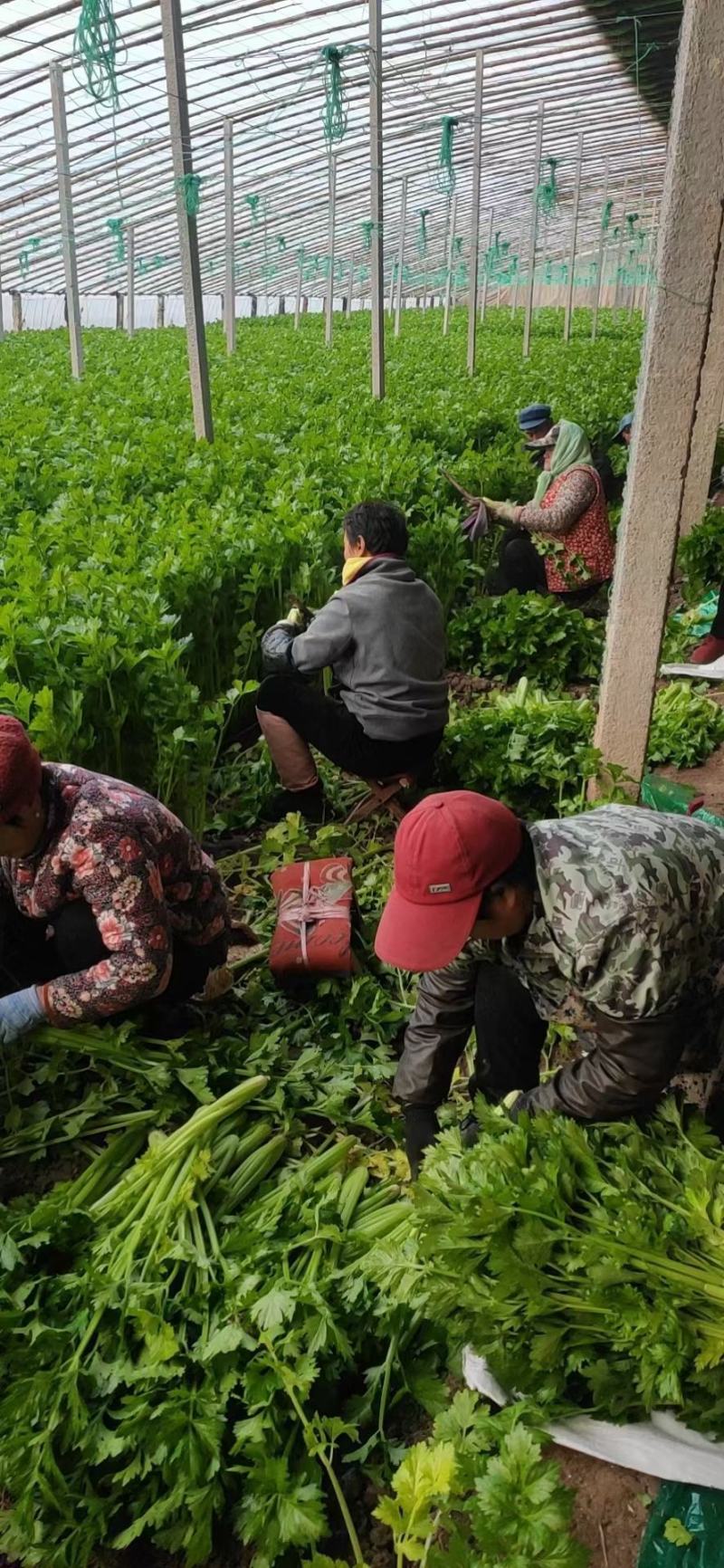 【精选】西芹，法国皇后西菜，山东芹菜主产地基地！代发全国