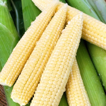 小玉米笋无农药新鲜蔬菜迷你玉米芯水果玉米棒籽沙拉食材包邮
