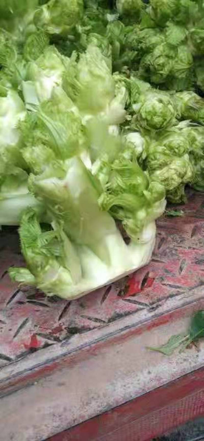 四川精品儿菜，儿菜清秀，1000亩基地，量大从优