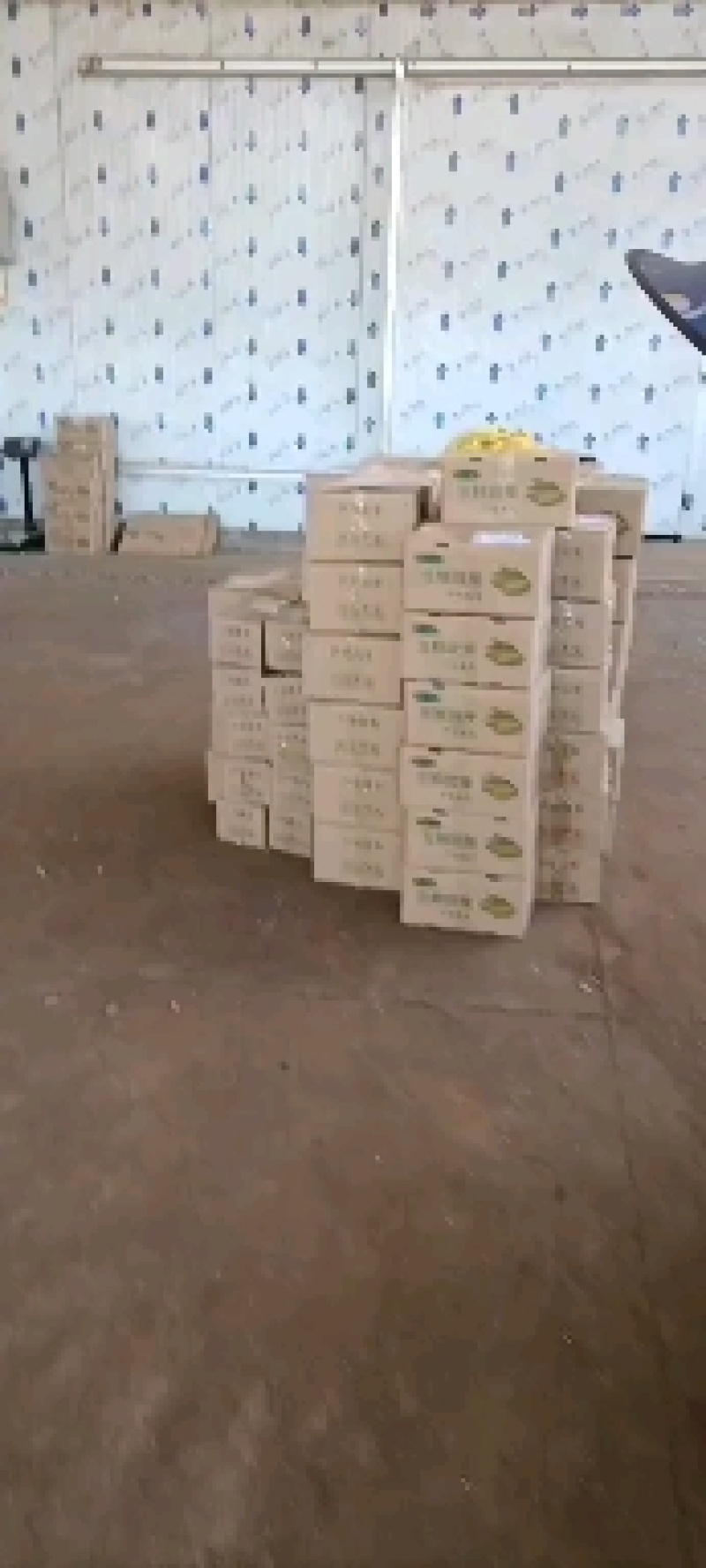 小玉米笋无农药新鲜蔬菜迷你玉米芯水果玉米棒籽沙拉食材包邮