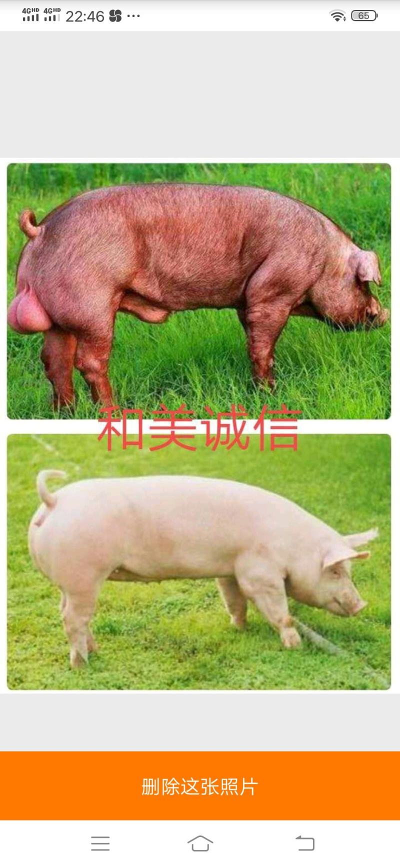 杜洛克公母猪养殖场地直发易饲养奶水足等抗病能力强等