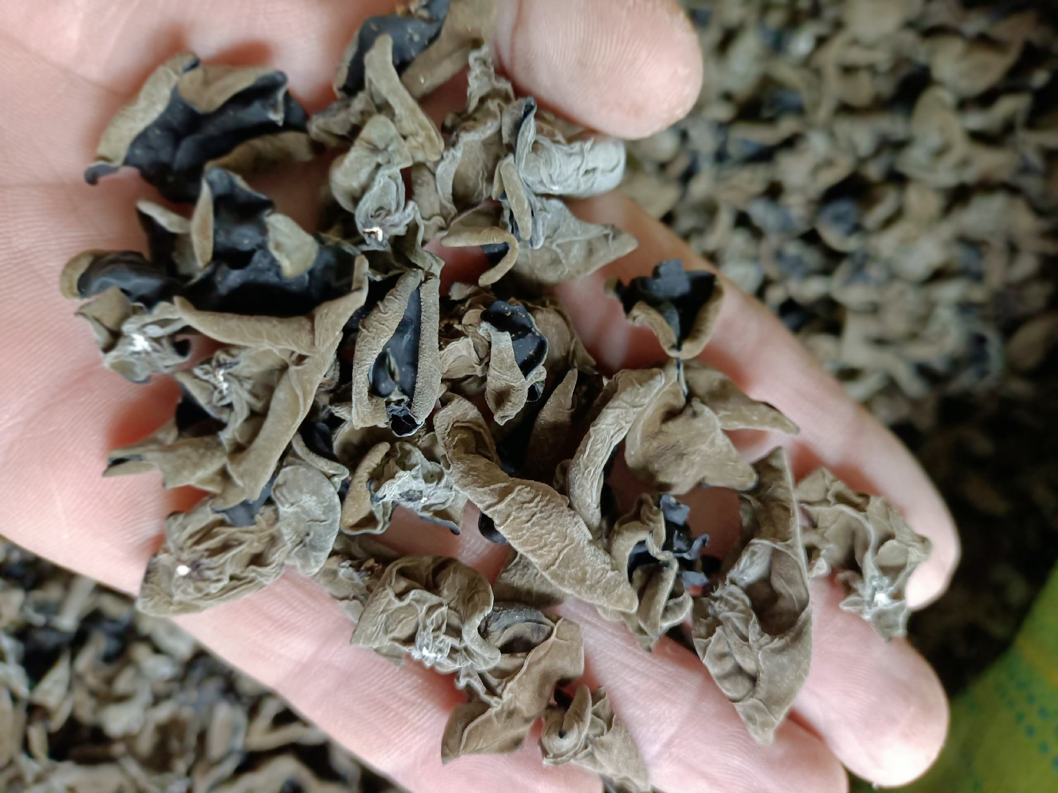 营养师指导家庭主妇称量黑木耳的互动场景