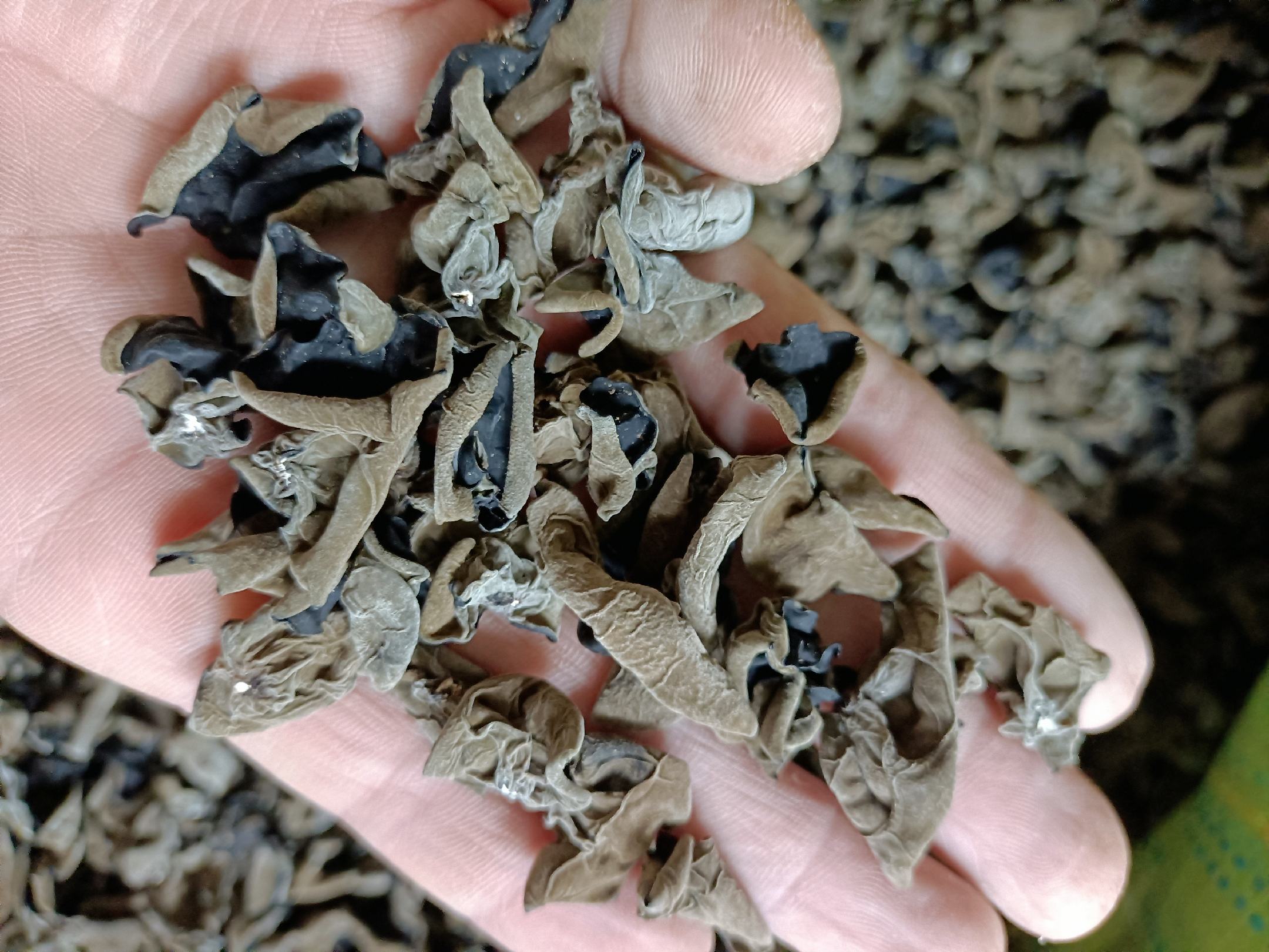 科研级显微图像:展示黑木耳黑色素在细胞内的真实存在形态——深色颗粒状内含物均匀分布于菌丝及子实体薄壁细胞中,结合元素分析证实其为有机-无机复合黑色素,不含游离重金属单质或工业染料分子结构 实验室显微结构对比图:左侧为黑木耳菌丝体经组织切片染色后的光学显微照片,显示富含深色颗粒的胞内沉积物;右侧为对应区域的能谱分析(EDS)伪彩图,高亮显示碳、氧及微量铁元素的空间共分布
