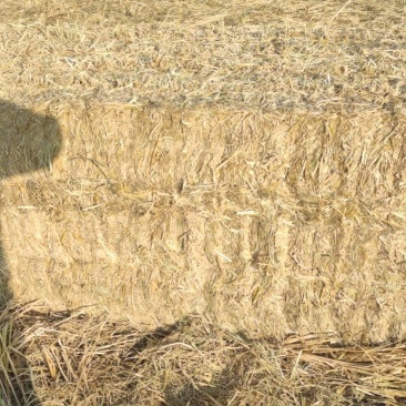 稻草