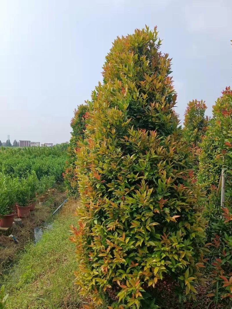 基地直销各规格精品繁花红千层