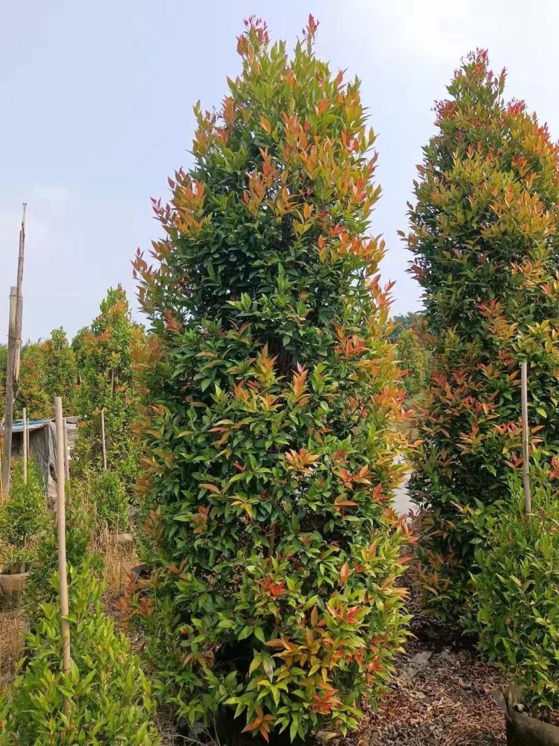 基地直销各规格精品繁花红千层