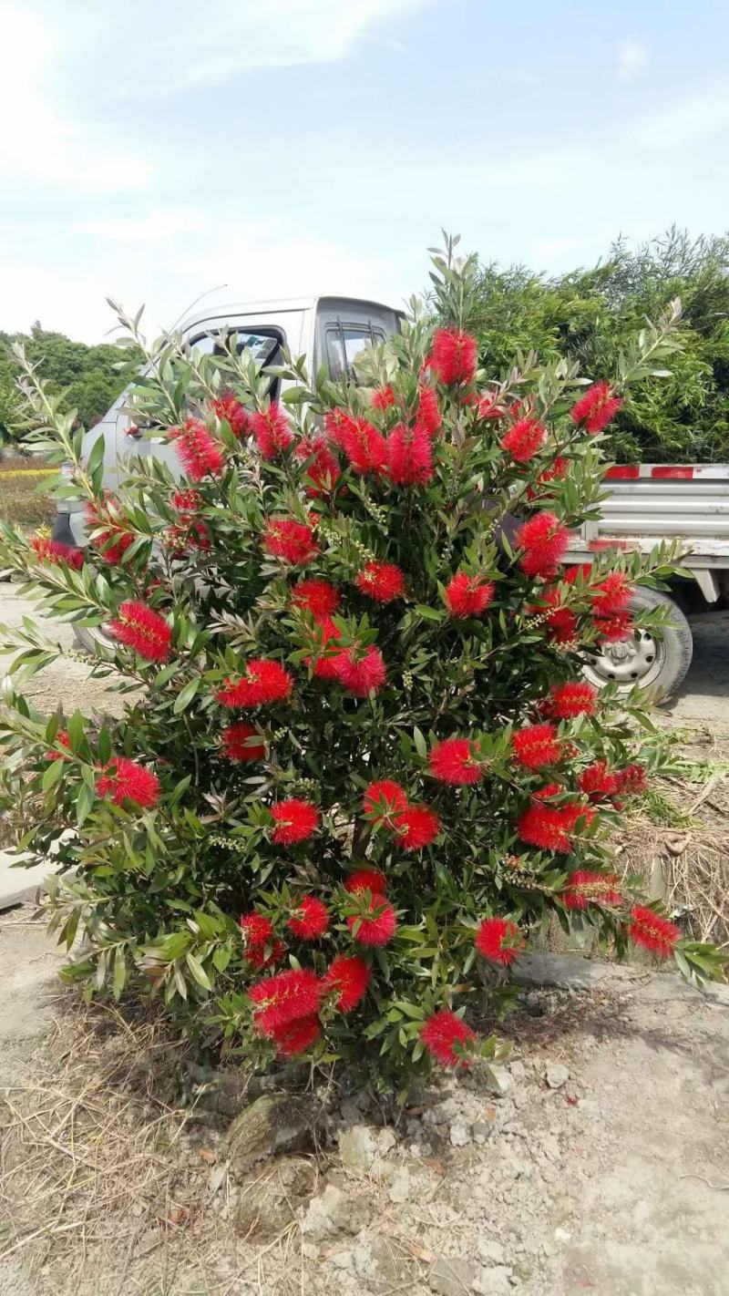 基地直销各规格精品繁花红千层