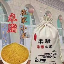 （电商合作）陕北米脂农家小米，米脂小米，一手货源，支持一