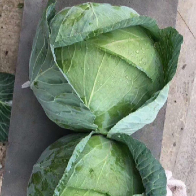 湖北扁包菜适合出口基地供货加工厂商超饺子厂精品质量