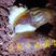 白玉蜗牛种蜗牛产卵种牛下蛋蜗牛