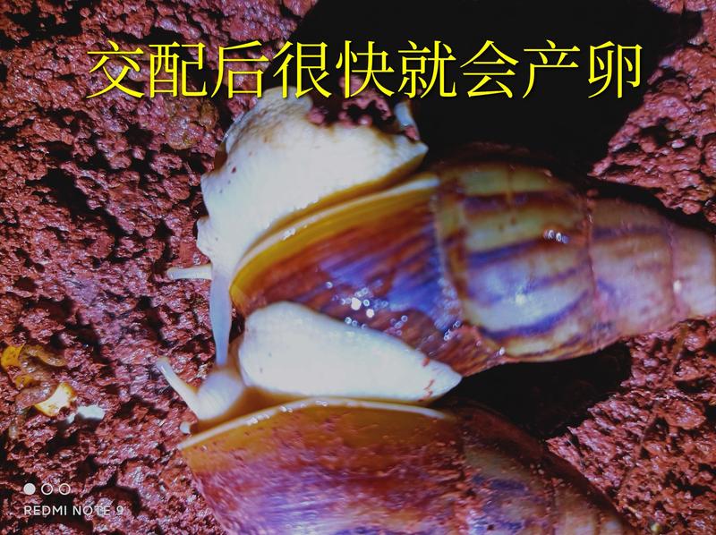 白玉蜗牛种蜗牛产卵种牛下蛋蜗牛