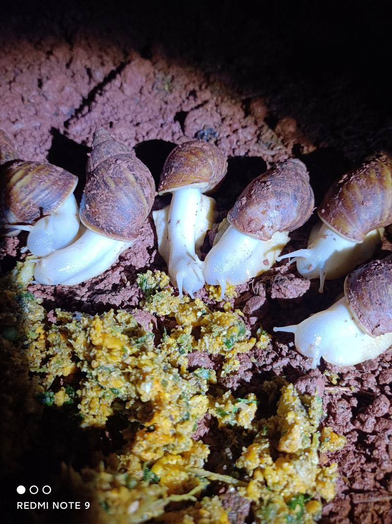 白玉蜗牛三十克商品蜗牛
