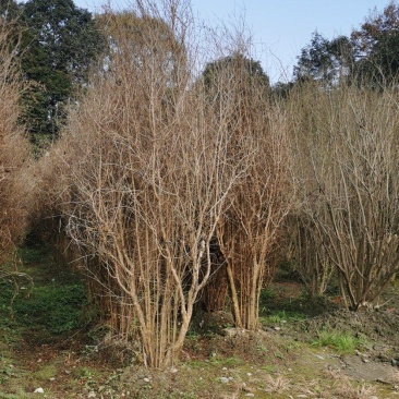 丛生石榴树自家基地直销各规格齐全量大从优欢迎选购