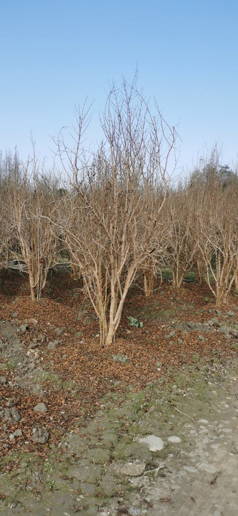 丛生石榴树自家基地直销各规格齐全量大从优欢迎选购