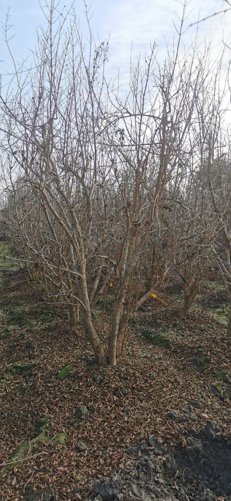 丛生石榴树自家基地直销各规格齐全量大从优欢迎选购